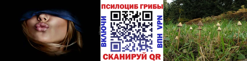 где купить   Людиново  kraken онион  Псилоцибиновые грибы прущие грибы 